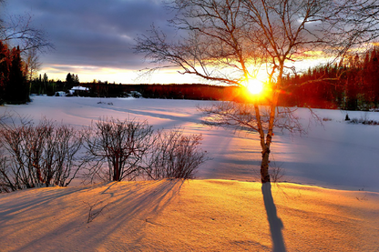 Trees & Snow Covered Ground Photograph Print 100% Australian Made