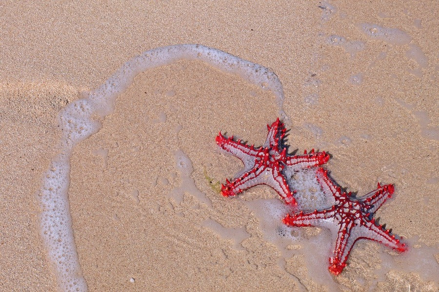 Starfish on Beach Closeup Photograph Print 100% Australian Made