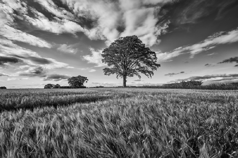 B&W Trees & Sky View Photograph Print 100% Australian Made