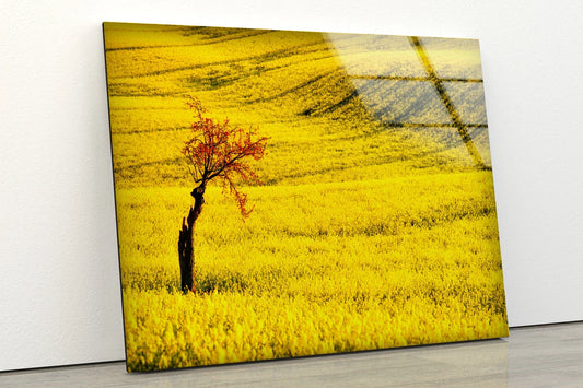 Tree on Yellow Flower Field Photograph Acrylic Glass Print Tempered Glass Wall Art 100% Made in Australia Ready to Hang