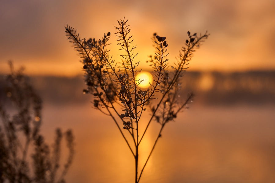 Grass Drip Macro Sunrise Photograph Print 100% Australian Made