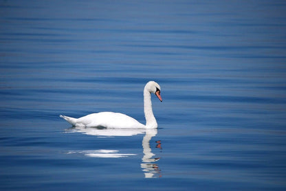 White Swan Bird on Sea Photograph Print 100% Australian Made