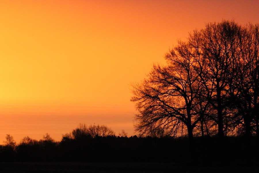 Trees at Sunset Photograph Print 100% Australian Made