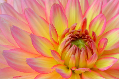 Yellow Pink Dahlia Flower Macro Photograph Print 100% Australian Made