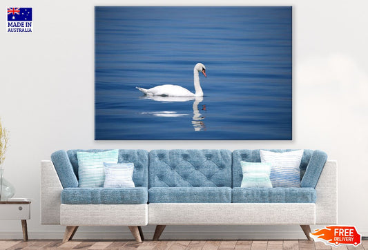 White Swan Bird on Sea Photograph Print 100% Australian Made