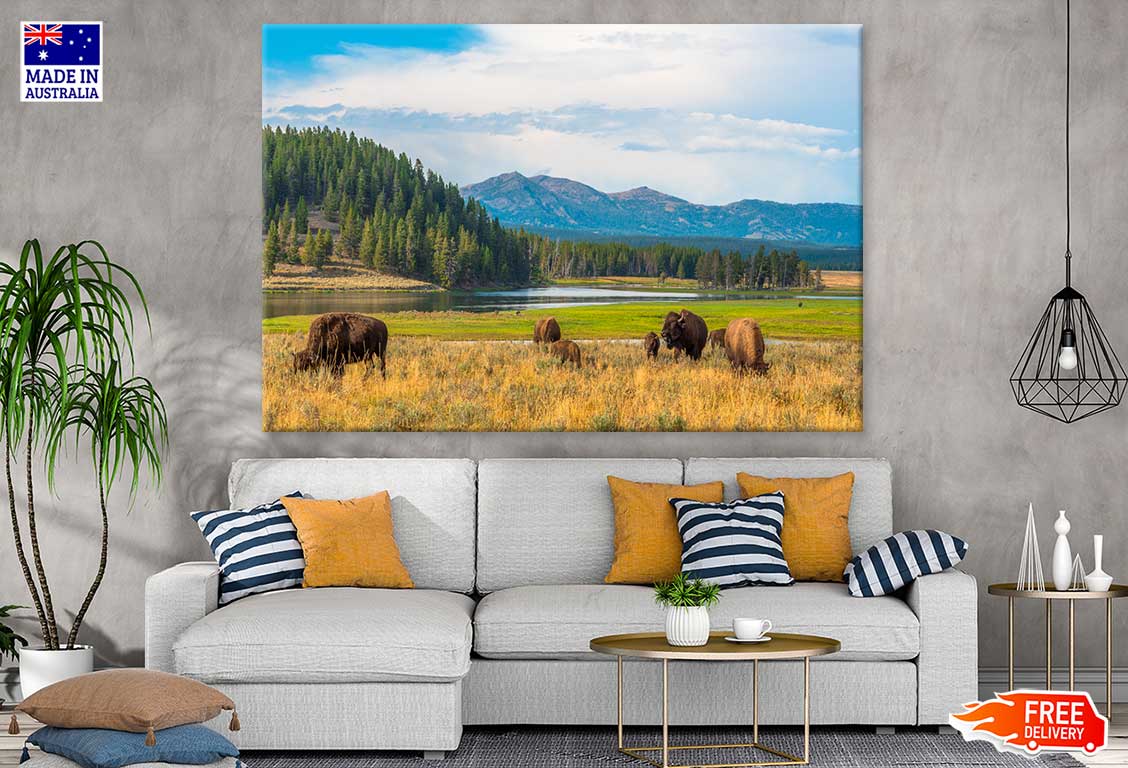 Bison in Yellowstone Park View Photograph Print 100% Australian Made