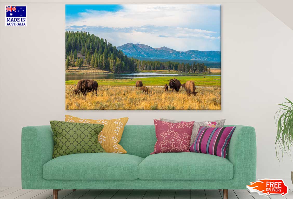 Bison in Yellowstone Park View Photograph Print 100% Australian Made