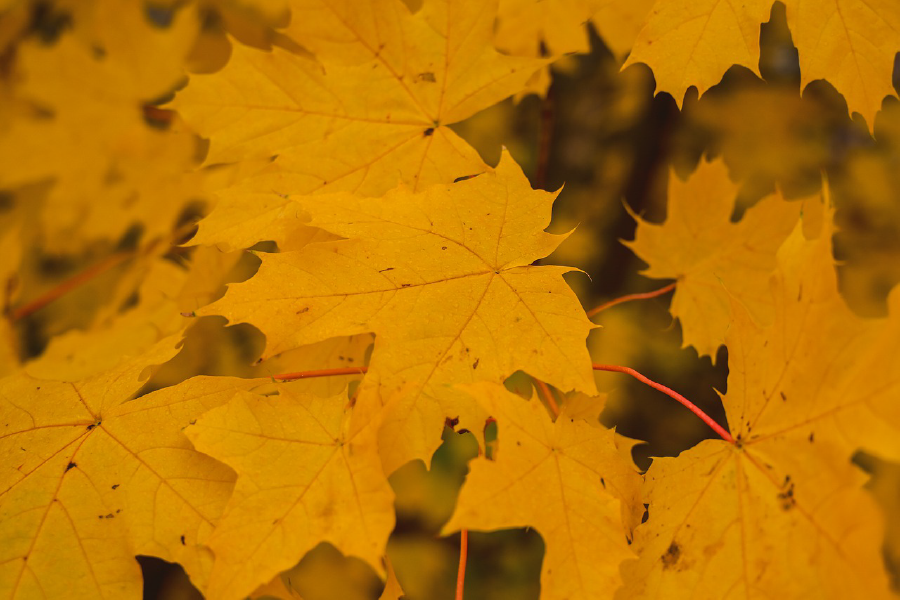 Yellow Autumn Leaves Closeup Photograph Print 100% Australian Made