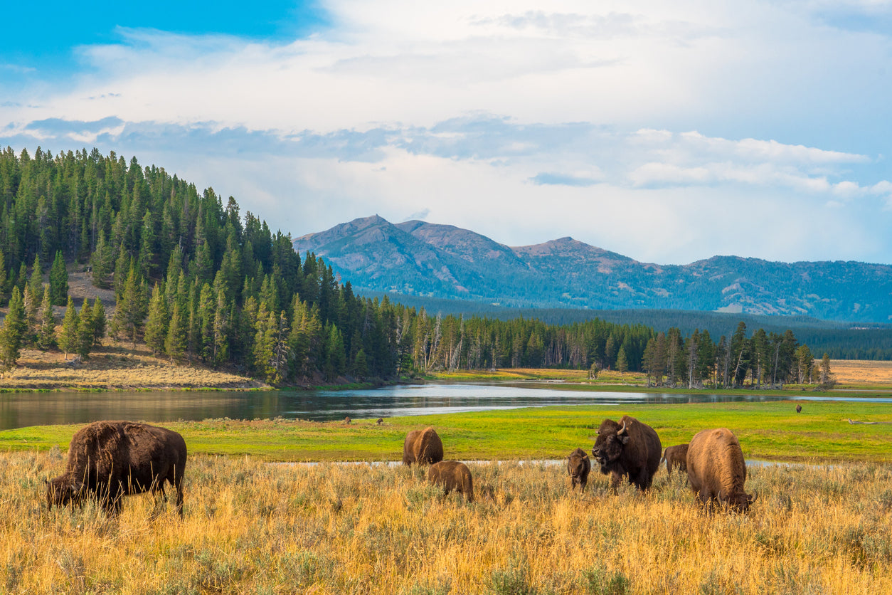 Bison in Yellowstone Park View Photograph Print 100% Australian Made