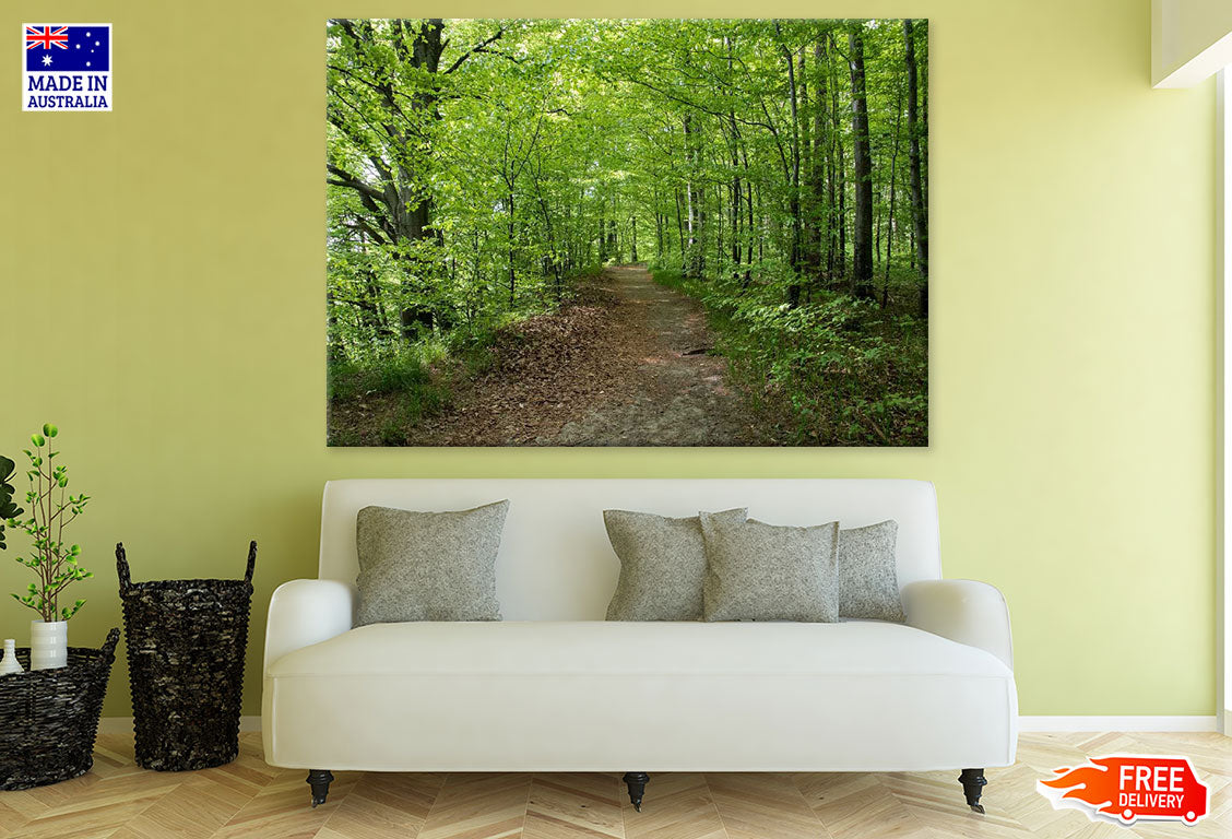 Road in Forest Photograph Print 100% Australian Made