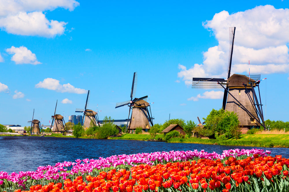 Wallpaper Murals Peel and Stick Removable Windmills Near Flower Field High Quality
