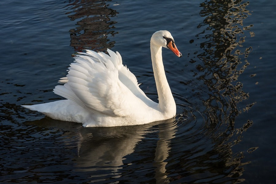 Swan Bird on Sea Closeup Photograph Print 100% Australian Made