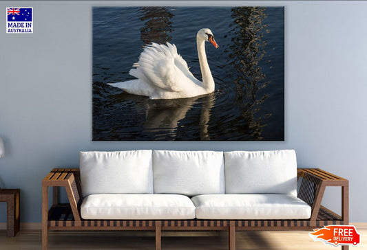 Swan Bird on Sea Closeup Photograph Print 100% Australian Made