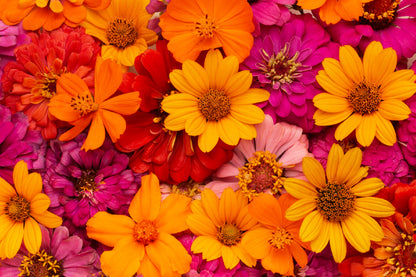 Orange Red & Pink Flowers View Photograph Print 100% Australian Made