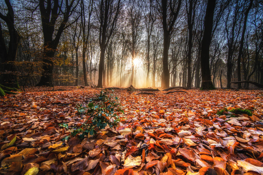 Autumn Tree Forest with Leaves Photograph Print 100% Australian Made