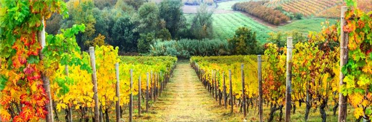 Panoramic Canvas Colourful Flower Field Road High Quality 100% Australian made wall Canvas Print ready to hang