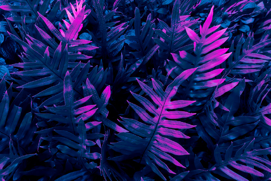 Purple Leaves Closeup View Photograph Print 100% Australian Made