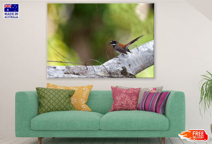 Bird on Tree Branch Closeup Photograph Print 100% Australian Made