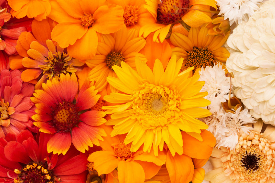 Yellow & Orange Daisy Flowers View Photograph Print 100% Australian Made