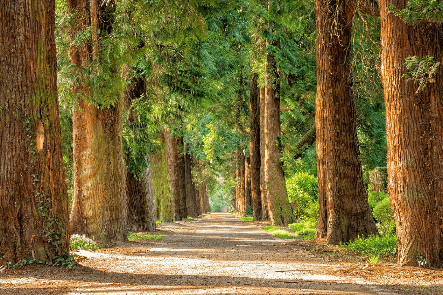 Road in Between Trees Photograph Print 100% Australian Made