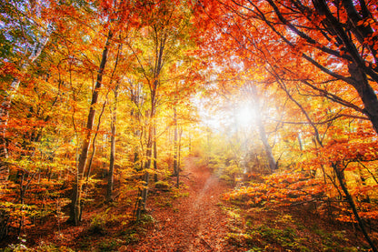 Red Yellow Autumn Tree Forest Scenery View Photograph Print 100% Australian Made