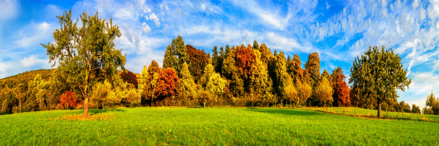 Panoramic Canvas Autumn Trees & Sky Photograph High Quality 100% Australian Made Wall Canvas Print Ready to Hang