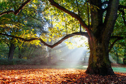 Oak Tree Wrapped in Sunshine View Photograph Print 100% Australian Made