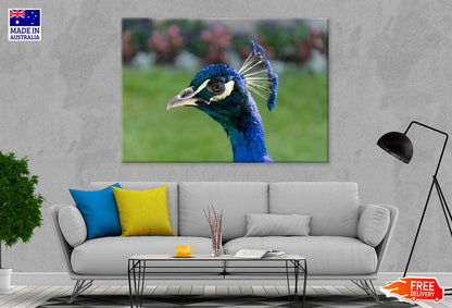 Peacock Face Side View Photograph Print 100% Australian Made