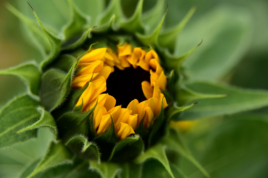 Sunflower Buds Flower Closeup View Photograph Home Decor Premium Quality Poster Print Choose Your Sizes