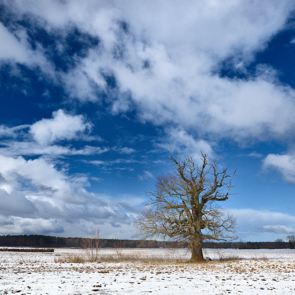 Square Canvas Leafless Tree on Snow Field View Photograph High Quality Print 100% Australian Made