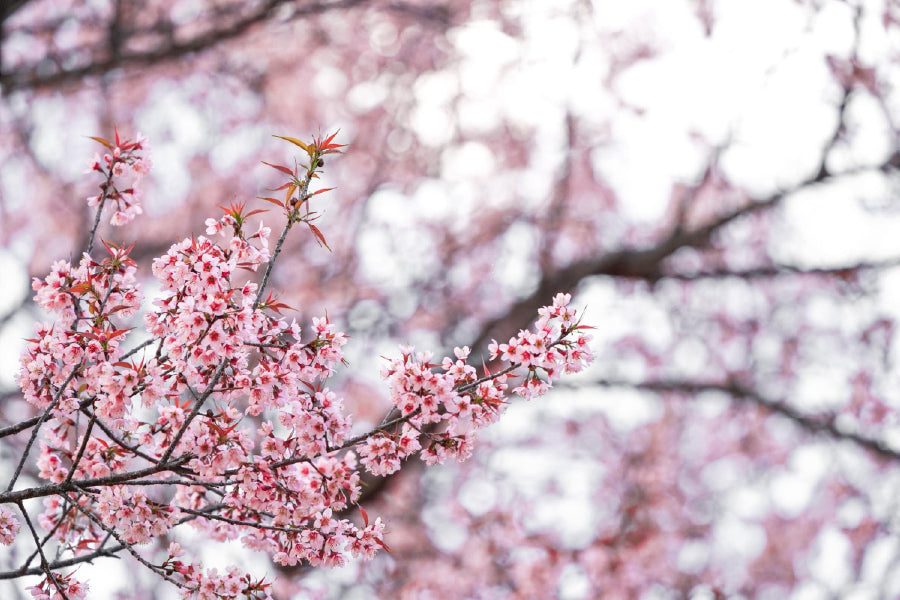 Cherry Prunus Tree Pink Flowers View Photograph Print 100% Australian Made