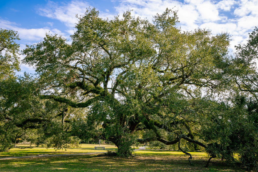 Holm Oak Tree Under Blue Sky View Photograph Print 100% Australian Made