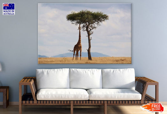 Giraffe & Tree on Mountain Photograph Print 100% Australian Made