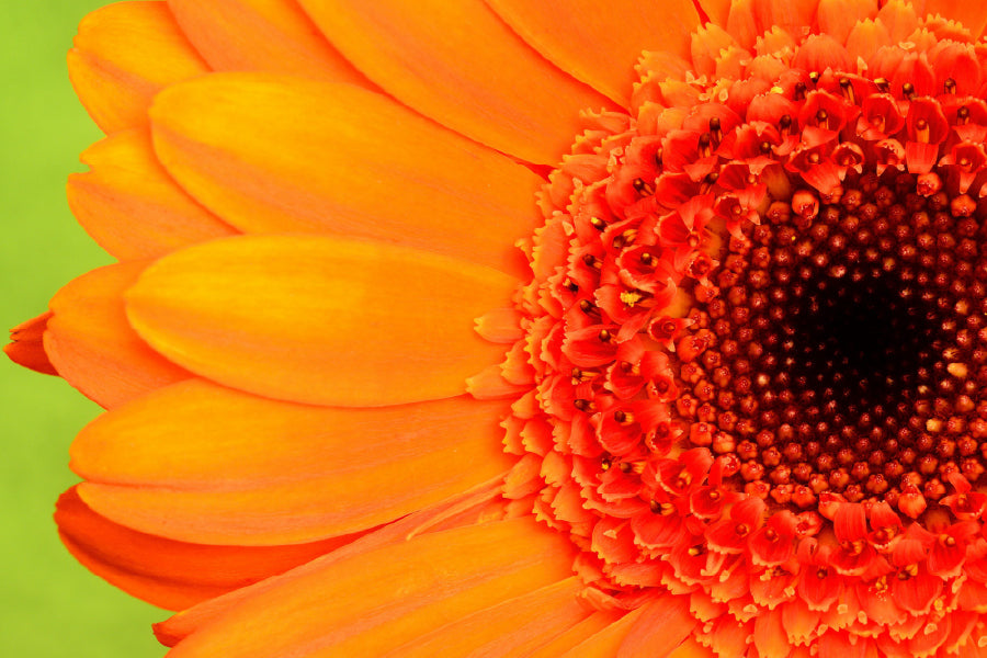 Orange Gerbera Closeup Macro View Photograph Home Decor Premium Quality Poster Print Choose Your Sizes