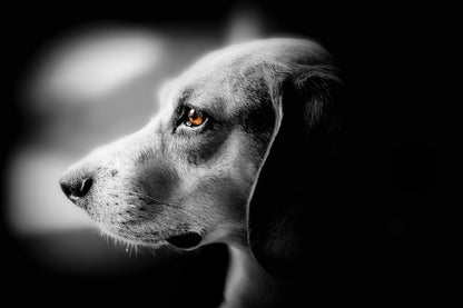 Orange Eye Dog B&W Photograph Print 100% Australian Made