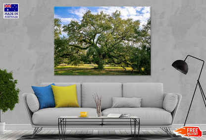 Holm Oak Tree Under Blue Sky View Photograph Print 100% Australian Made