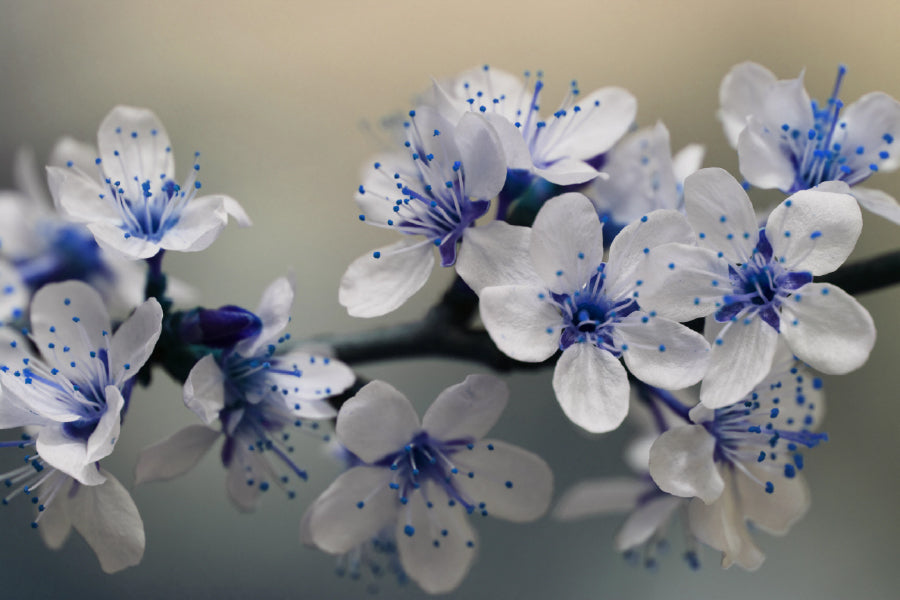 Little Blue White Flowers View Photograph Home Decor Premium Quality Poster Print Choose Your Sizes