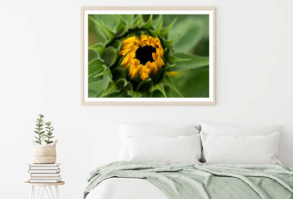 Sunflower Buds Flower Closeup View Photograph Home Decor Premium Quality Poster Print Choose Your Sizes