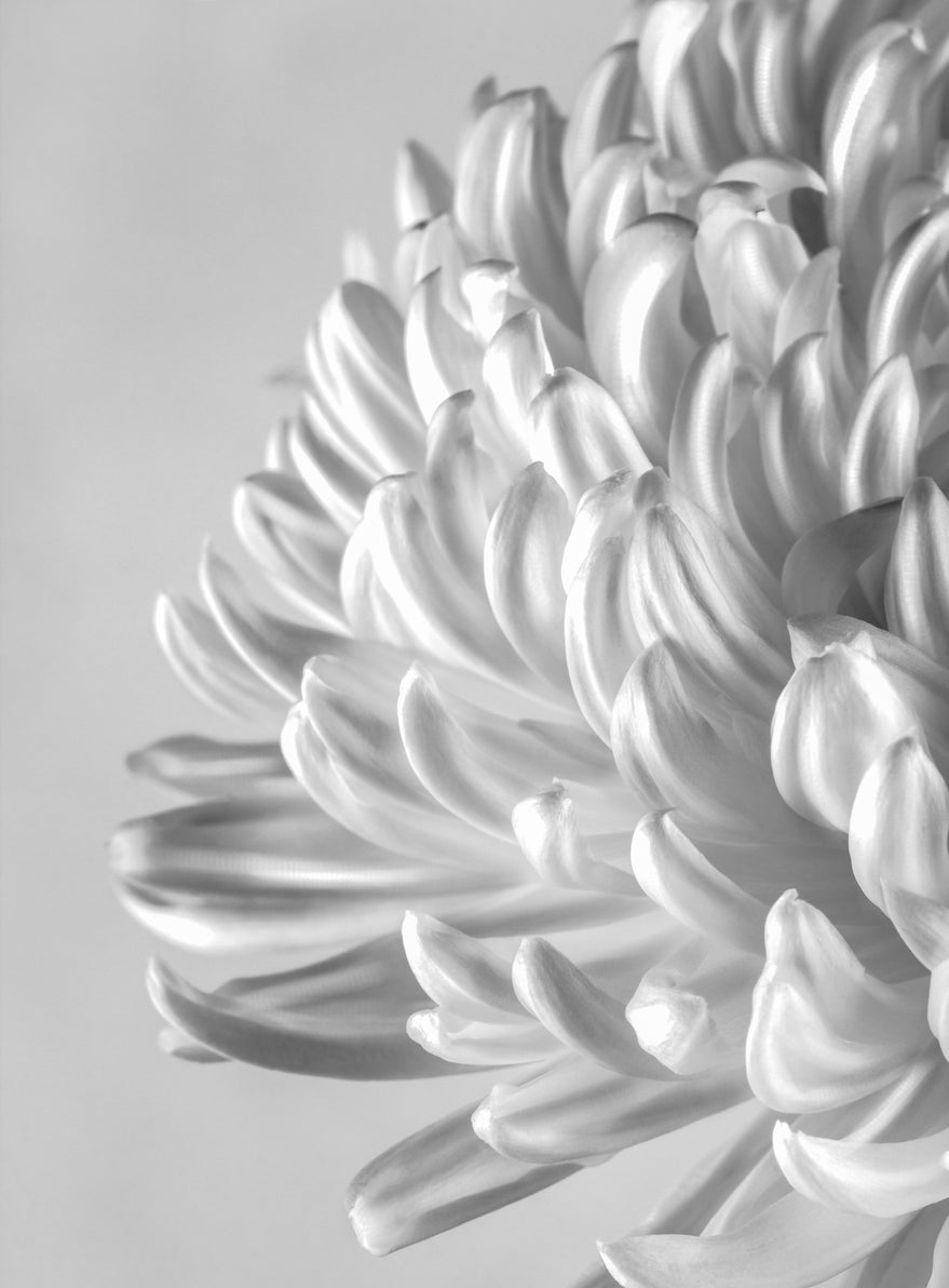 Cremone Chrysanthemum Flower Closeup B&W Photograph Print 100% Australian Made