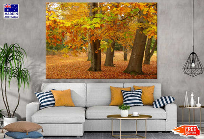 Autumn Forest & Ground Covered with Leaves Photograph Print 100% Australian Made