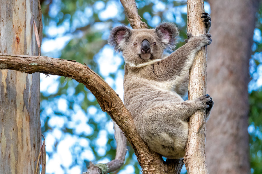 Koala Bear on Tree Branch View Photograph Print 100% Australian Made