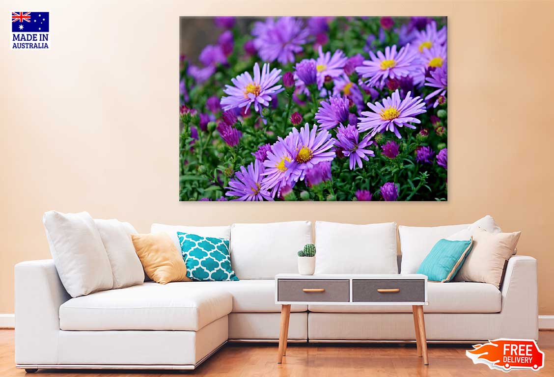 Purple Aster Flowers Field View Photograph Print 100% Australian Made