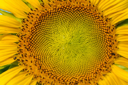 Macro Pollen of Sunflower View Photograph Print 100% Australian Made