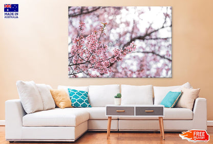 Cherry Prunus Tree Pink Flowers View Photograph Print 100% Australian Made