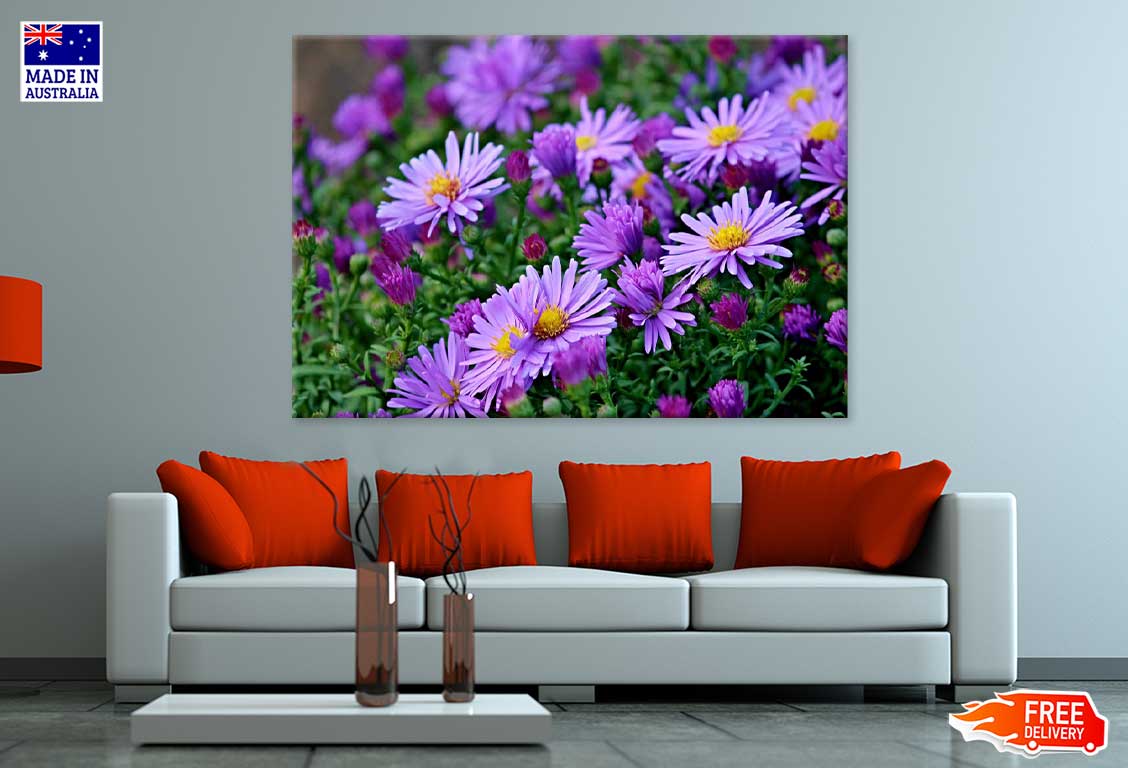 Purple Aster Flowers Field View Photograph Print 100% Australian Made