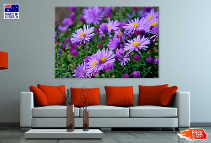 Purple Aster Flowers Field View Photograph Print 100% Australian Made