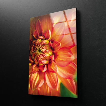 Orange Flower Closeup Photograph Acrylic Glass Print Tempered Glass Wall Art 100% Made in Australia Ready to Hang