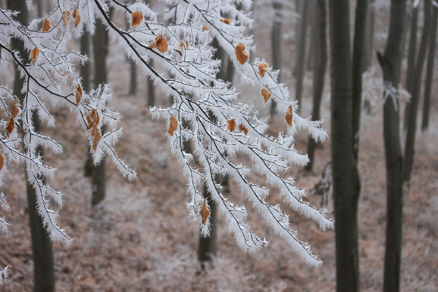 Snow Covered Tree Branch Closeup Photograph Print 100% Australian Made