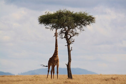 Giraffe & Tree on Mountain Photograph Print 100% Australian Made