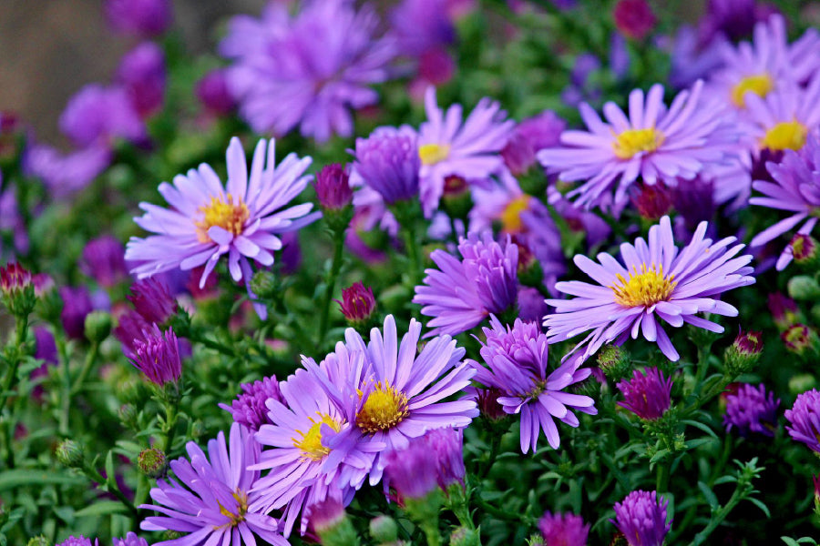 Purple Aster Flowers Field View Photograph Print 100% Australian Made